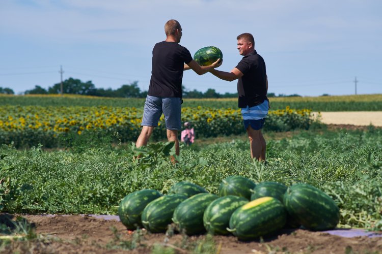 Syngenta: jelentős keresletre számíthat az idén a magyar dinnye