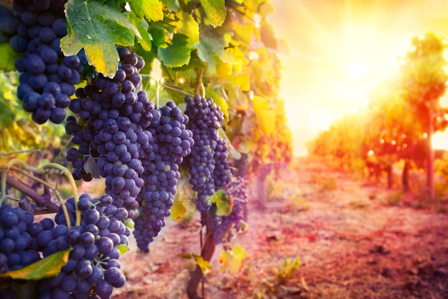 NAK-FruitVeb: hamarosan piacra kerül a magyar csemegeszőlő