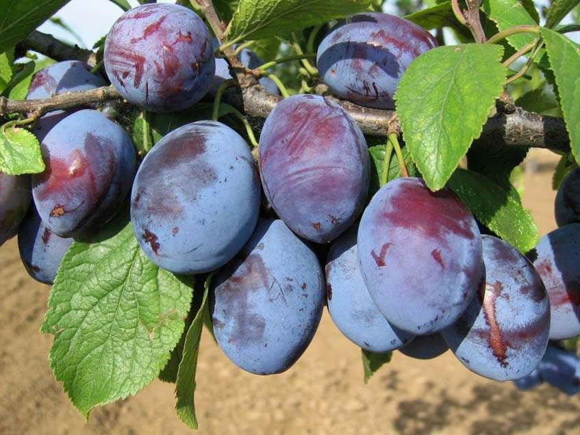 NAK-FruitVeb: közepesnél gyengébb lesz az idei szilvatermés