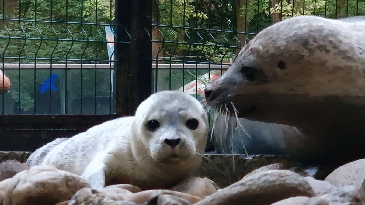 Borjúfóka született a Szegedi Vadasparkban
