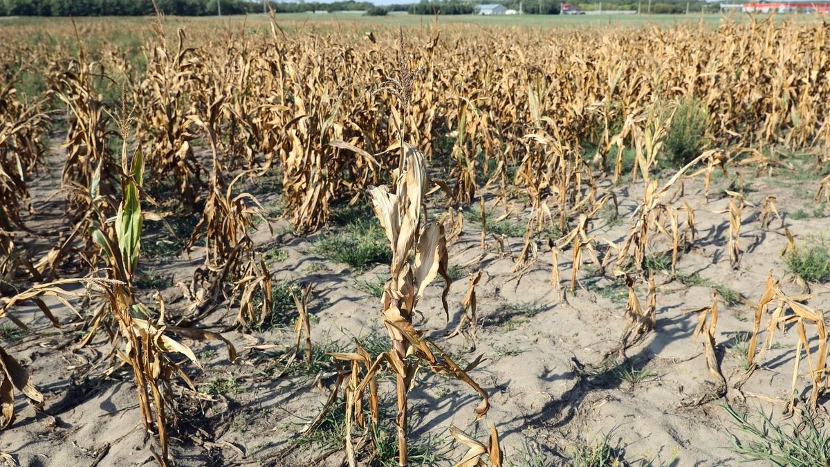 Uniós válságtartalékot kér az Agrárminisztérium az aszály- és árvízkárokra