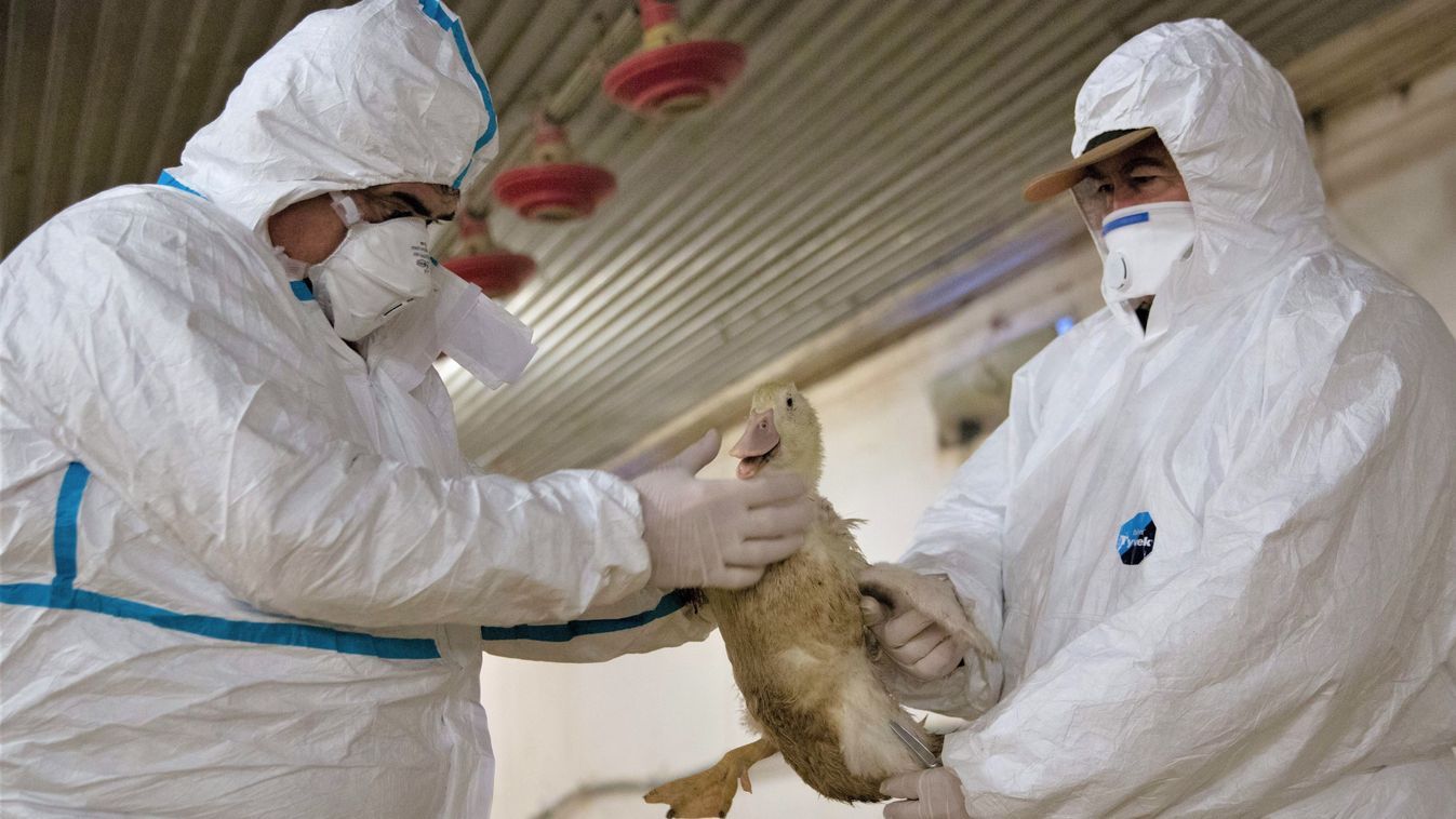 A madárinfluenza hamarosan Tolna vármegyét is elérheti