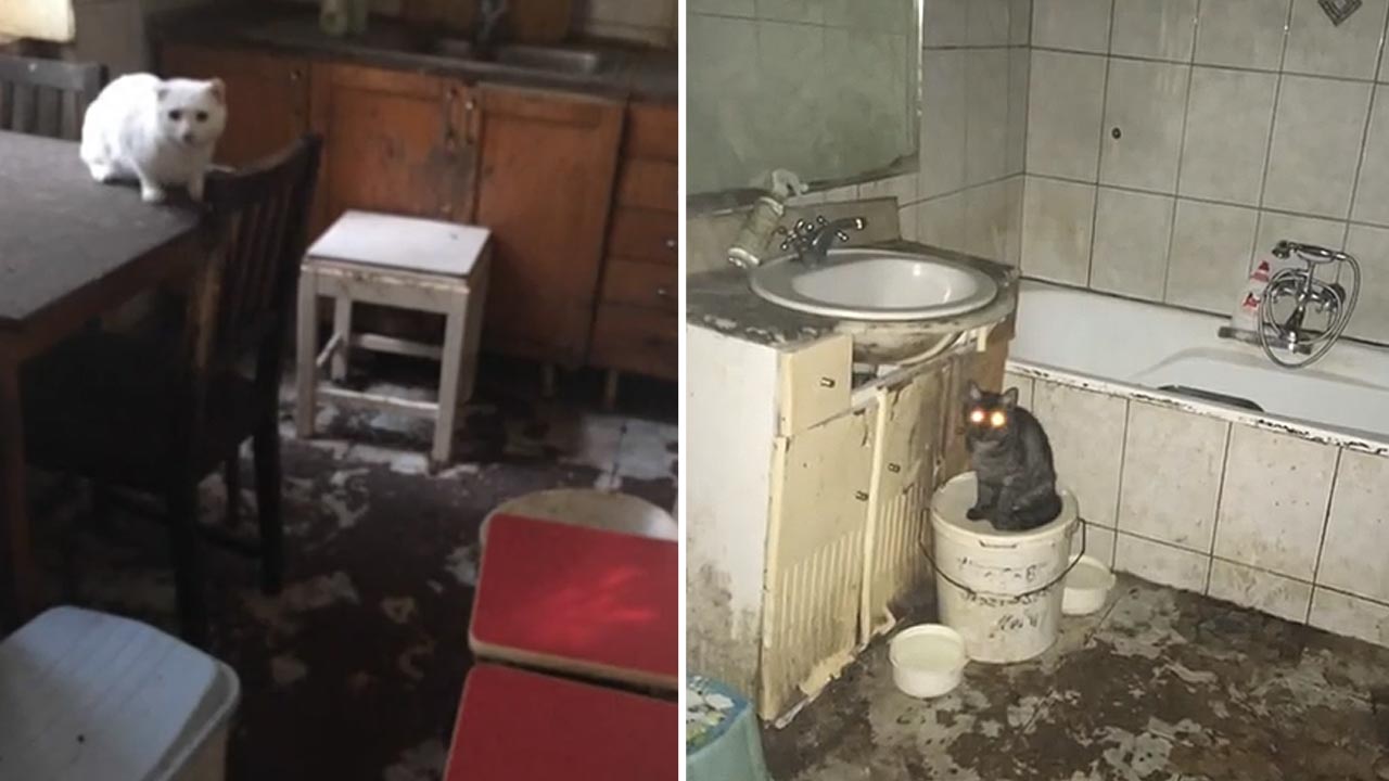 Tíz hónap börtönt kapott egy nő, aki 107 macskát tartott egy budapesti lakásban (VIDEÓ)