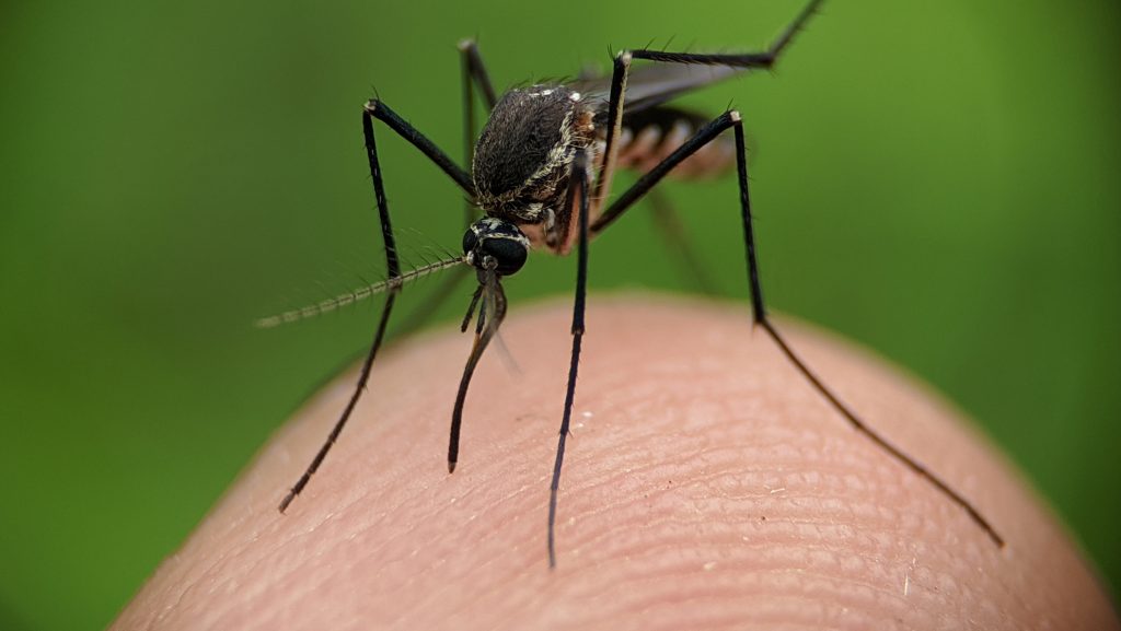 Szekszárdon is tarthatatlan az állapot, földi szúnyoggyérítésre készül a város