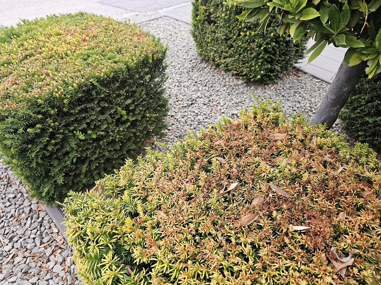 tolnamegyeihirek.hu - Most kell segíteni a fáknak – ne várjuk meg, amíg sárgulni kezdenek a levelek