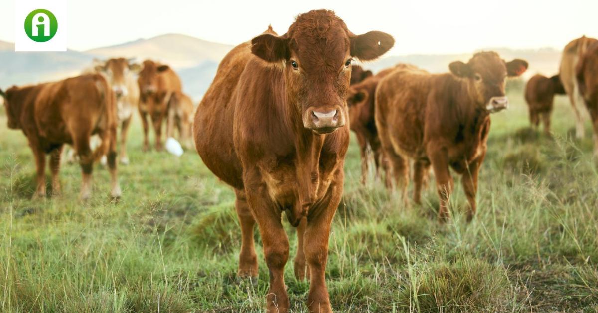 Fontos teendőkre figyelmeztetik a húshasznú szarvasmarhát tartó gazdákat