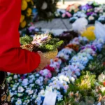 Két hetes akciósorozatba kezdenek a NAV ellenőrei, itt jelenhetnek meg