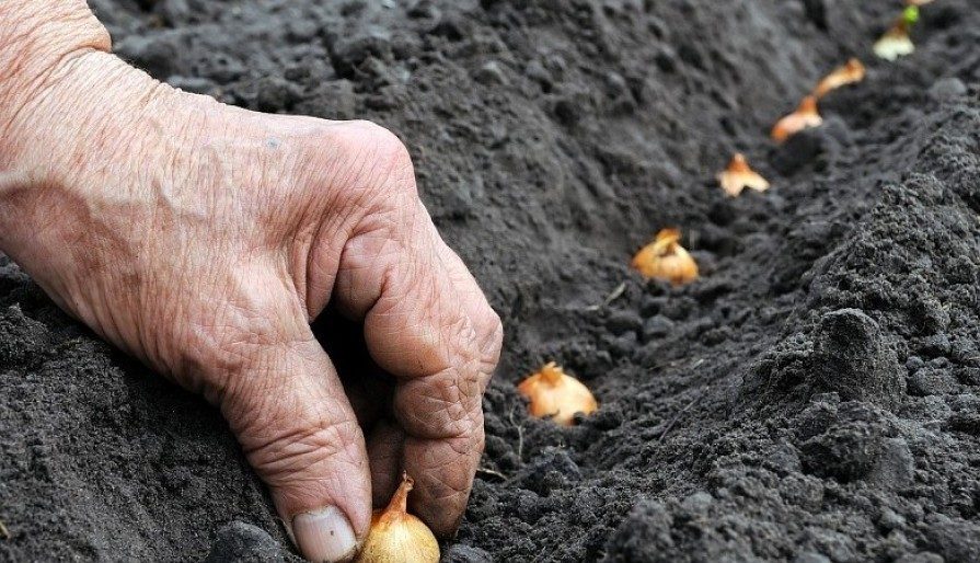 Ismét kedvezőek az agrometeorológiai feltételek az őszi vetések fejlődéséhez