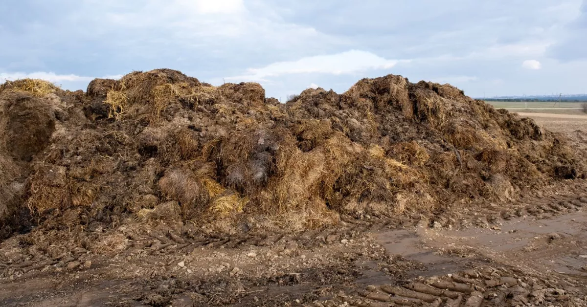 Akár félmilliós bírságot is kaphatnak a gazdák a szabálytalan trágyatárolás miatt